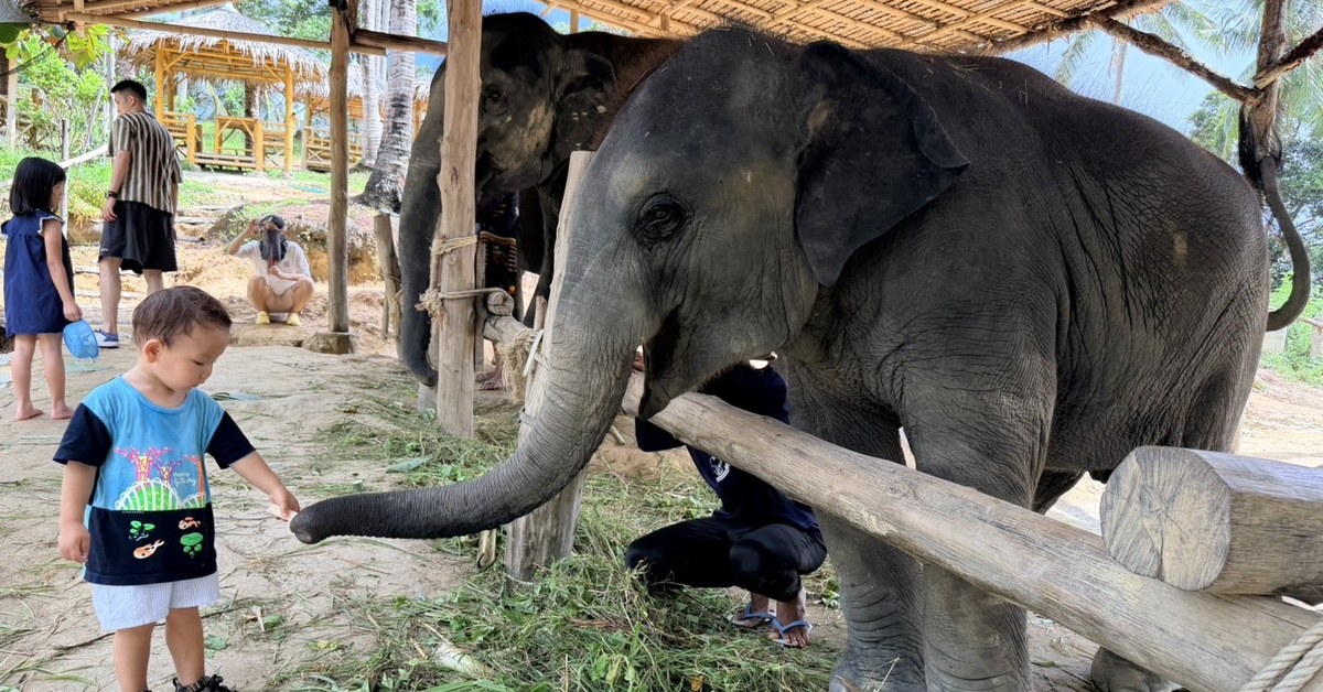 Child touching an elephant trunk