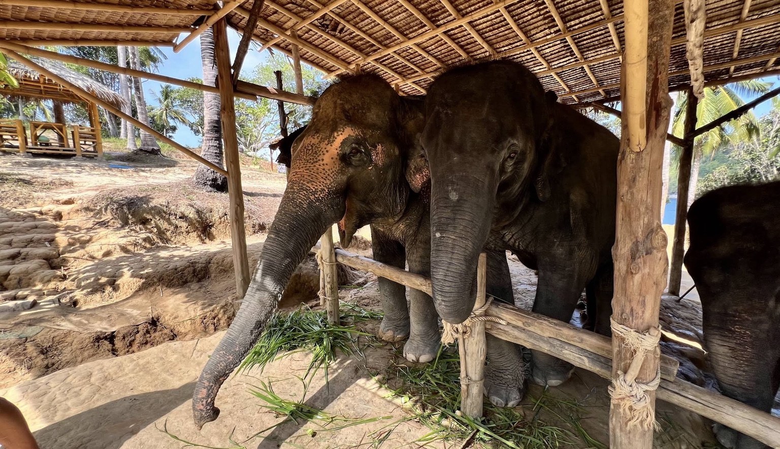 Elephants under a shelter