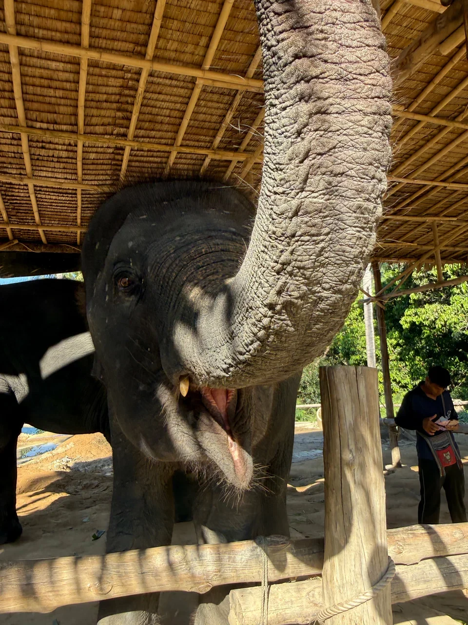 Elephant lifting trunk