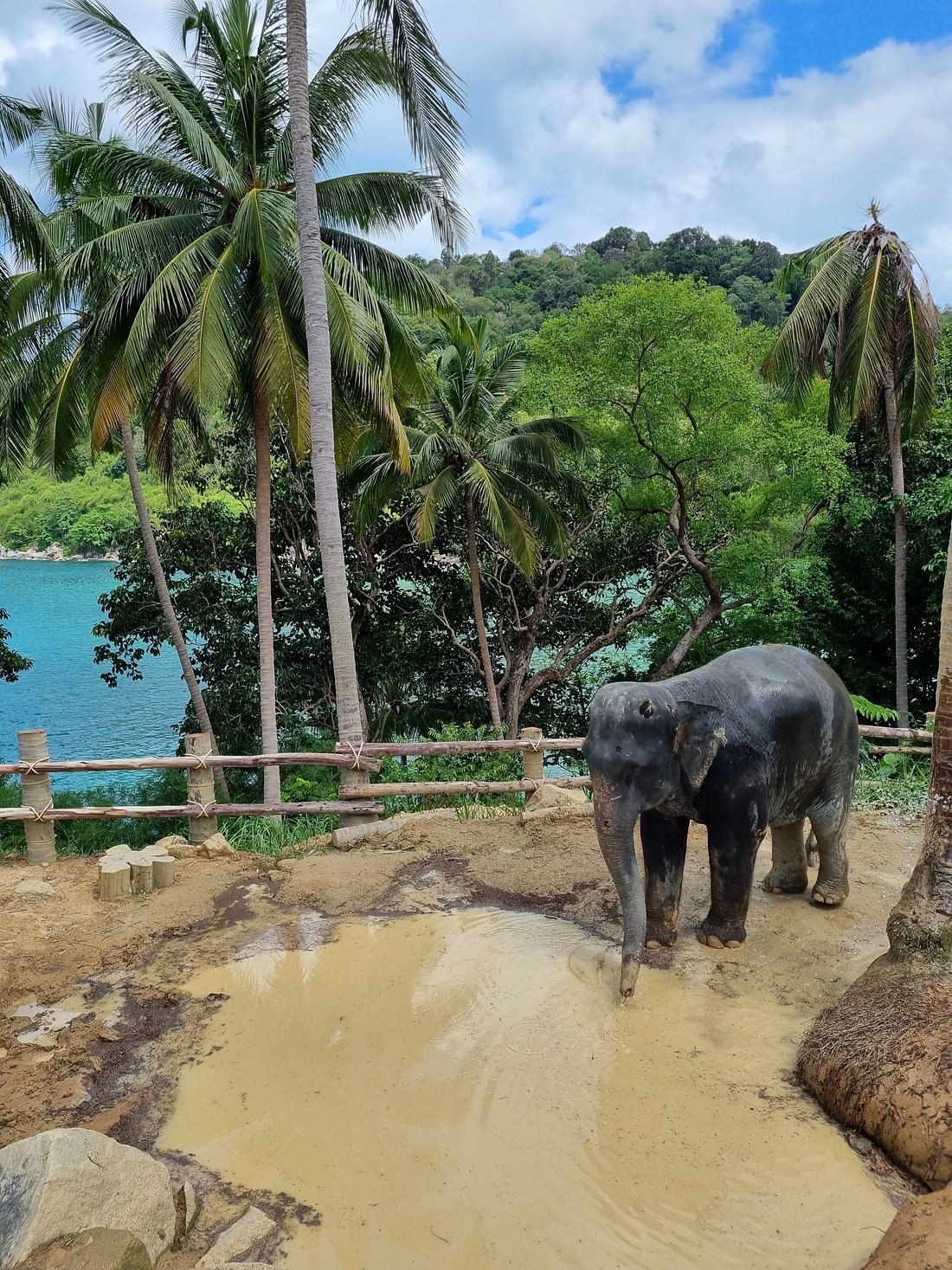 Elephant with sea view