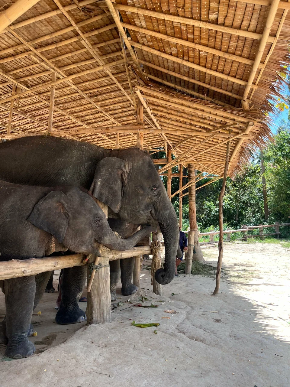 Elephants together under shelter